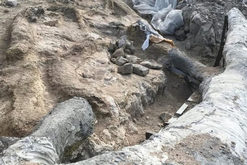 Απολιθωμένος κορμός δέντρου μήκους πολλών μέτρων αποκαλύπτεται κατά τη διάρκεια ανασκαφών στο Απολιθωμένο Δάσος της Λέσβου.