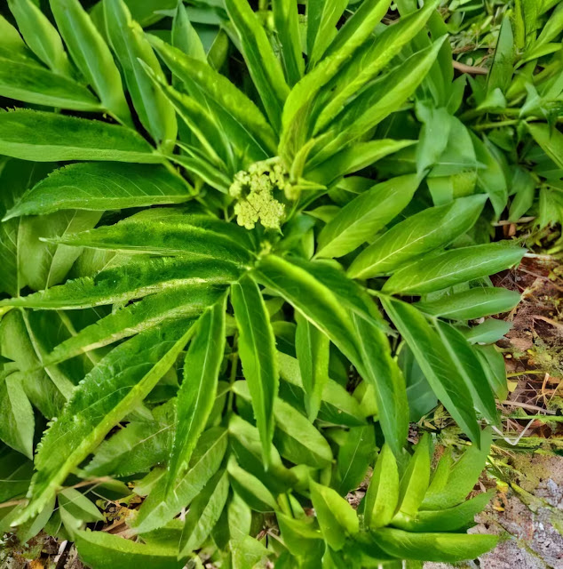 Κοντινή φωτογραφία φυτού ελλέβορου με πράσινα, μακριά φύλλα.