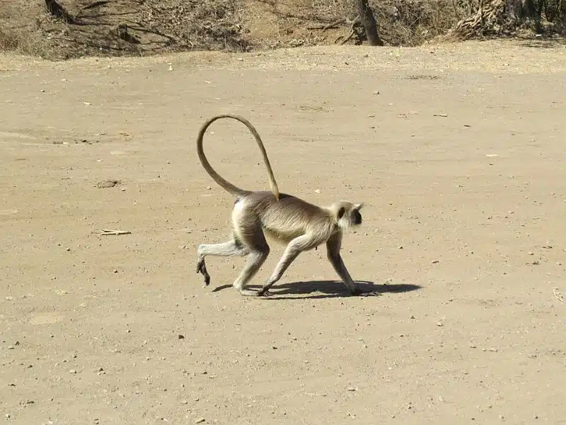 Γκρι λανγκούρ (Gray langur) περπατά σε ανοιχτό έδαφος, με χαρακτηριστικά μακριά άκρα και ουρά σε καμπύλο σχήμα “S”.