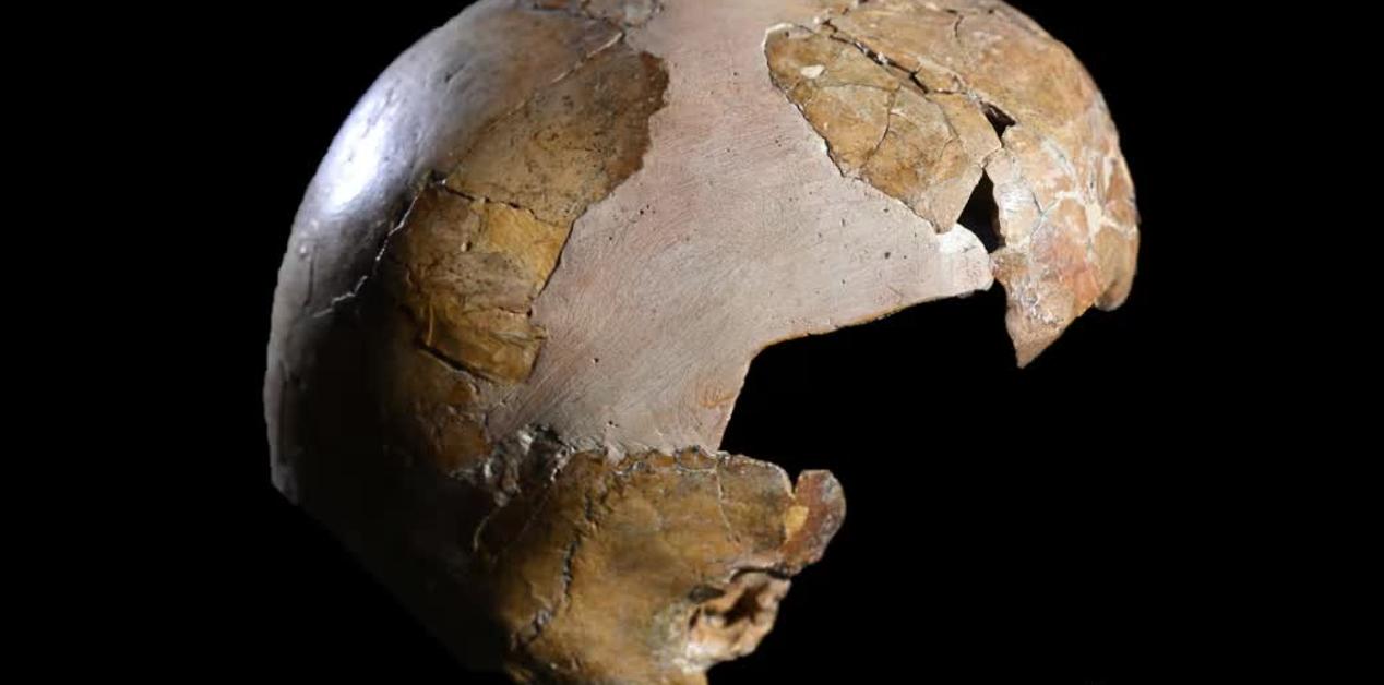 Απολιθωμένο κρανίο παιδιού από το Σπήλαιο Σκουλ με χαρακτηριστικά Homo sapiens και Νεάντερταλ