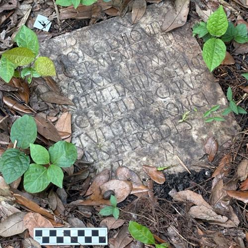 Η ρωμαϊκή επιτύμβια στήλη του Sextus Congenius Verus, μισοθαμμένη στο χώμα με ξερά φύλλα και νεαρά φυτά να αναδύονται γύρω της, με μια κλίμακα μέτρησης στο κάτω μέρος.