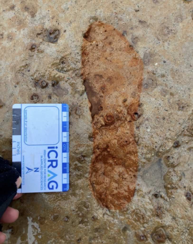 Κοντινή φωτογραφία ενός απολιθωμένου ίχνους πατούσας σε πέτρινη επιφάνεια με καφετιές και πορτοκαλί αποχρώσεις. Δίπλα στο αποτύπωμα υπάρχει ένας μπλε και λευκός γεωλογικός χάρακας (iCRAG) για τη σύγκριση του μεγέθους, ενώ ένα χέρι με μαύρο γάντι κρατά την κλίμακα.