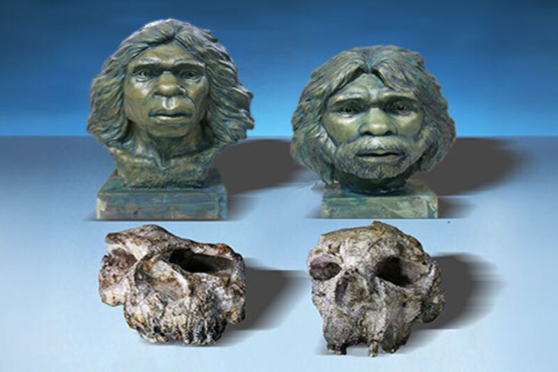Δύο χάλκινες προτομές που αναπαριστούν τον Homo erectus τοποθετημένες πάνω από τα αντίστοιχα απολιθωμένα κρανία τους, σε γαλάζιο φόντο.