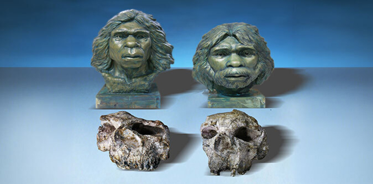 Δύο χάλκινες προτομές που αναπαριστούν τον Homo erectus τοποθετημένες πάνω από τα αντίστοιχα απολιθωμένα κρανία τους, σε γαλάζιο φόντο.