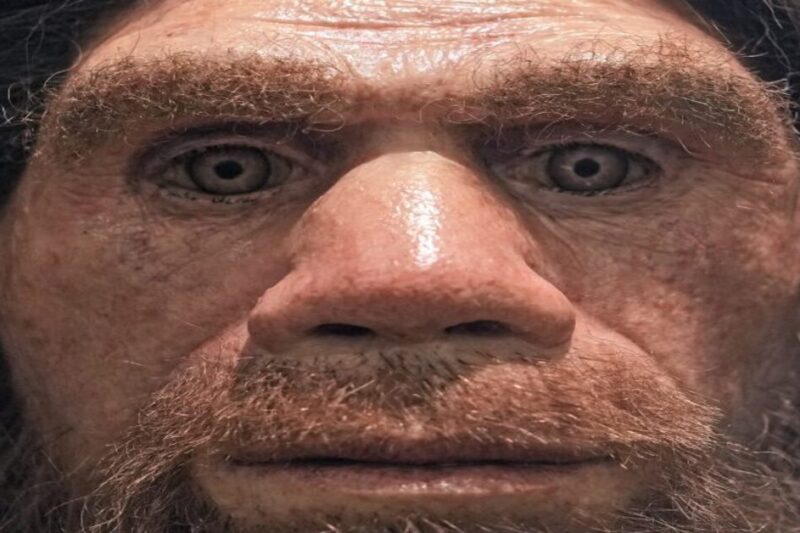 Ρεαλιστική απεικόνιση προσώπου άνδρα Νεάντερταλ με έντονα φρύδια, πλατιά μύτη και τραχιά χαρακτηριστικά, σε κοντινό πλάνο.