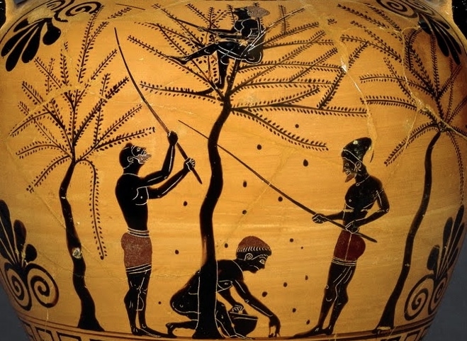Μελανόμορφος αμφορέας που απεικονίζει ανθρώπους να συλλέγουν ελιές ραβδίζοντας τα δέντρα με μακριά κοντάρια.