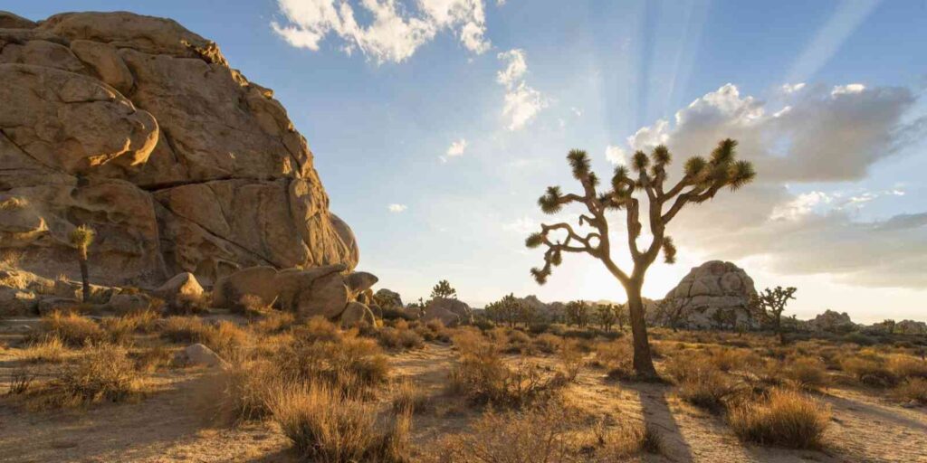 Μια ευρεία άποψη του Εθνικού Πάρκου Joshua Tree στην Καλιφόρνια κατά το ηλιοβασίλεμα. Στην αριστερή πλευρά, ένας τεράστιος, στρογγυλεμένος σχηματισμός από γρανίτη κυριαρχεί, ενώ στο κέντρο-δεξιά, ένα ώριμο δέντρο Joshua στέκεται σιλουέτα, με τα κλαδιά του να απλώνονται. Το έδαφος είναι καλυμμένο με ξηρά, χρυσαφένια βλάστηση και χαμηλούς θάμνους. Ο ουρανός είναι γαλάζιος, με διασκορπισμένα σύννεφα, και δραματικές, crepuscular rays (ακτίνες του ήλιου) διαπερνούν τα σύννεφα κοντά στον ήλιο.